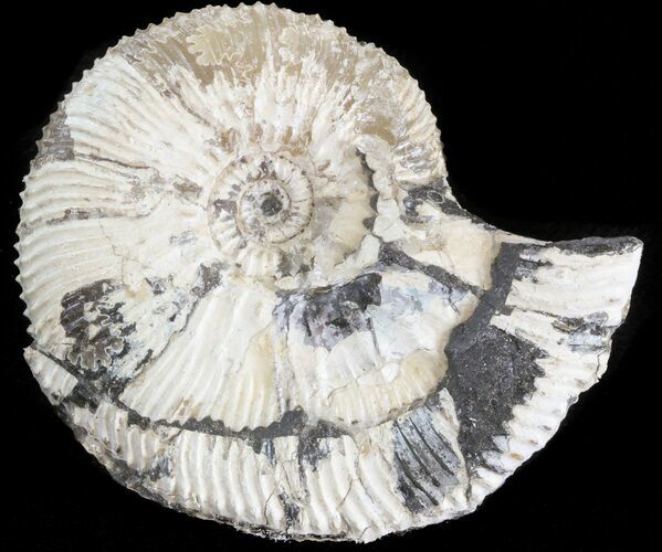 Wide Kosmoceras Ammonite - England #42643
